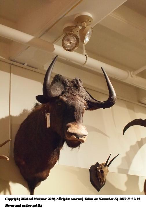Horns and antlers exhibit #4