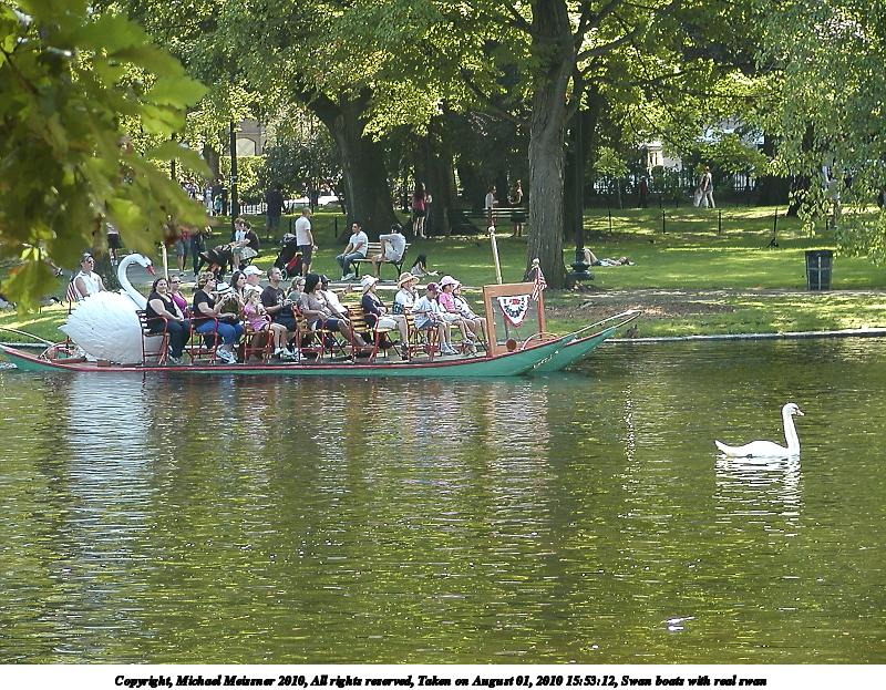 Swan boats with real swan