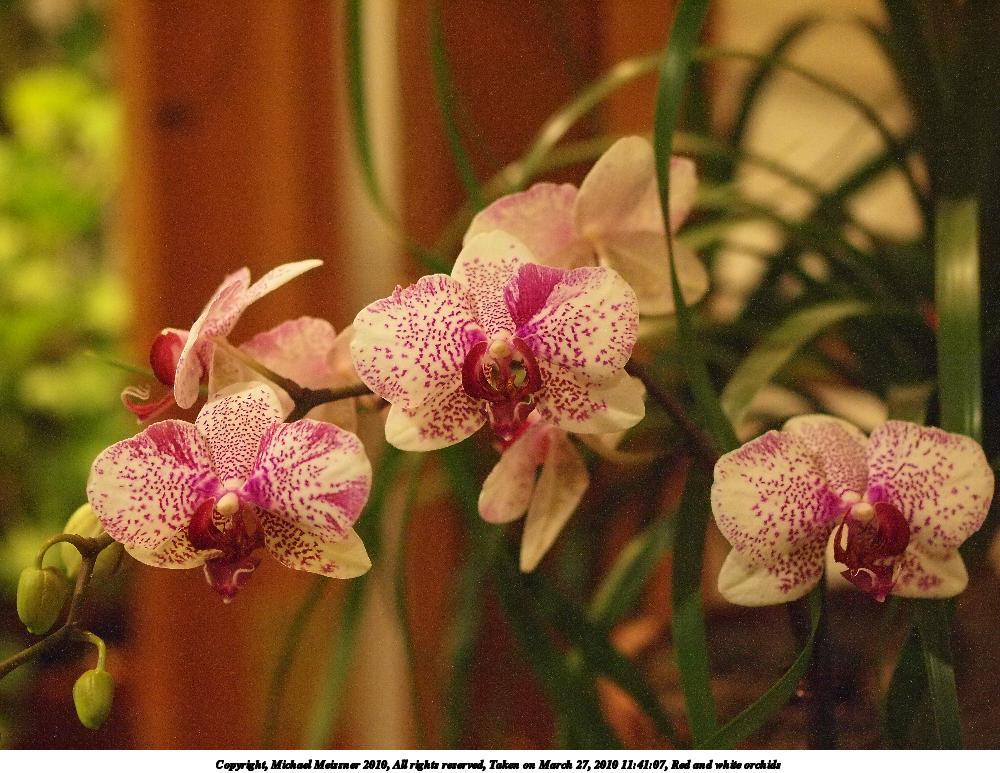 Red and white orchids #2