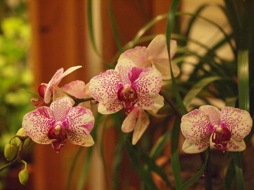 Red and white orchids #2