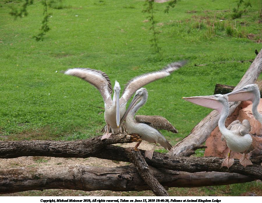 Pelicans at Animal Kingdom Lodge