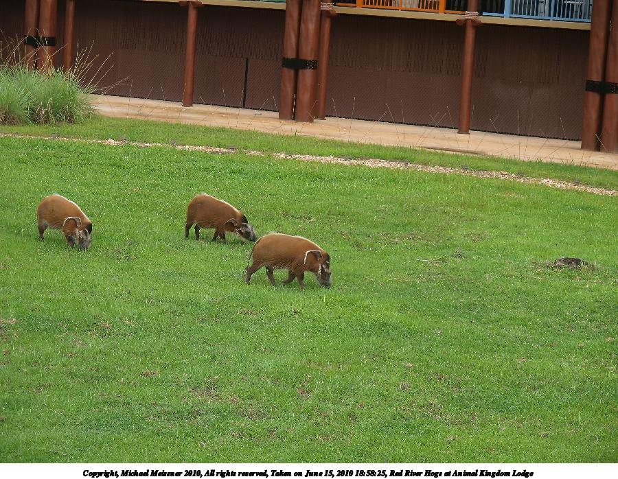 Red River Hogs at Animal Kingdom Lodge