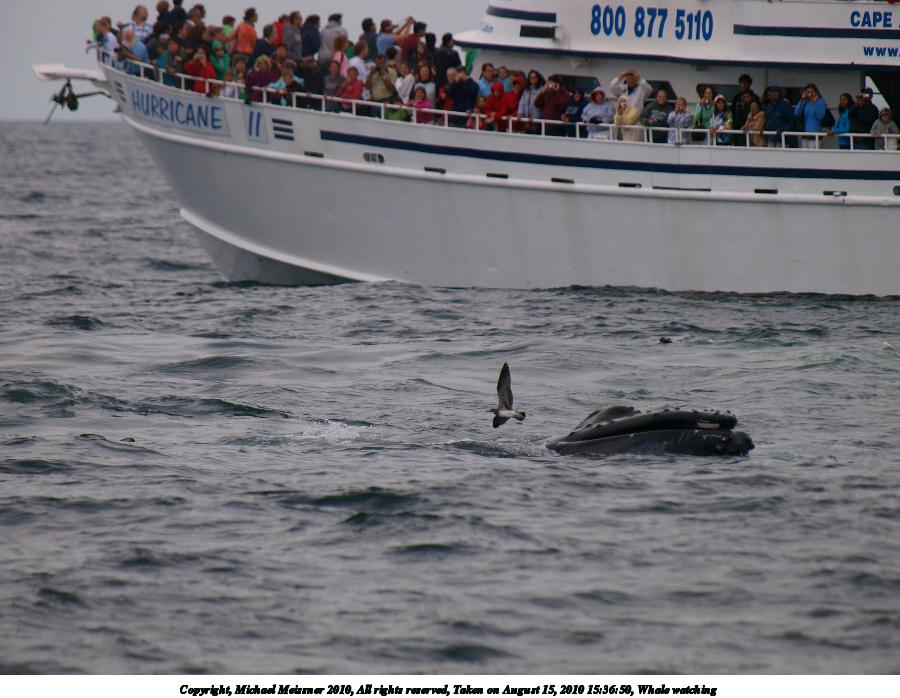 Whale watching #3
