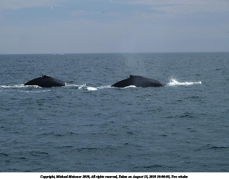 Two whales #3