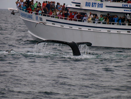 Whale watching #5