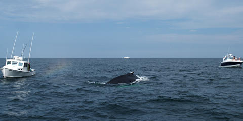 Whale between the boats