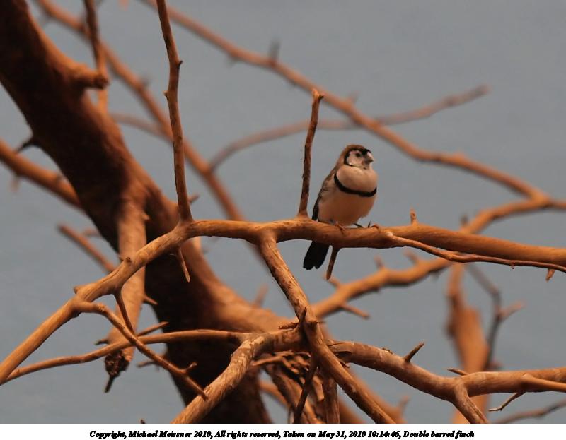 Double barred finch