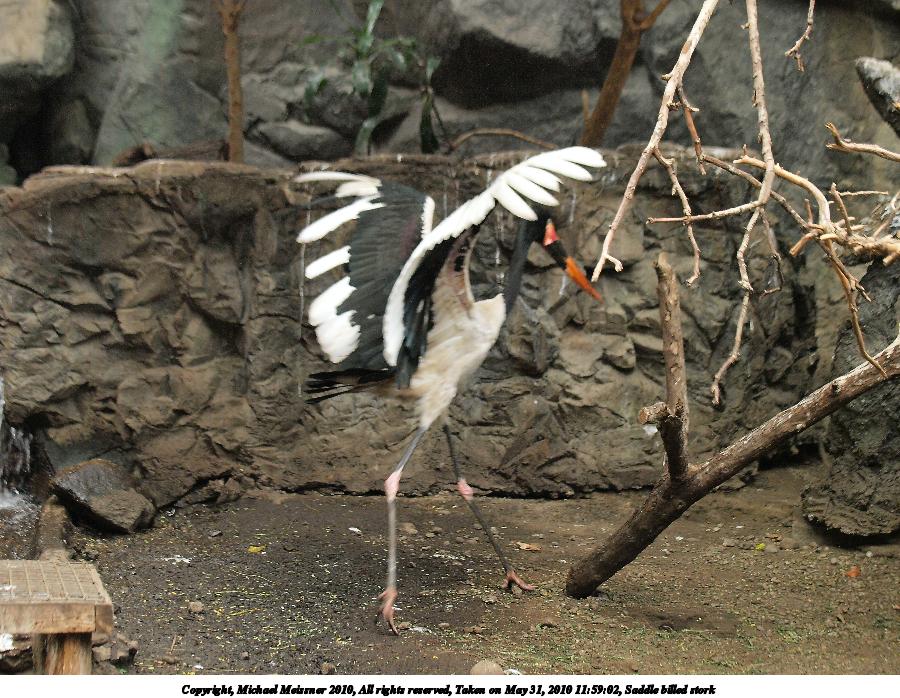 Saddle billed stork #4