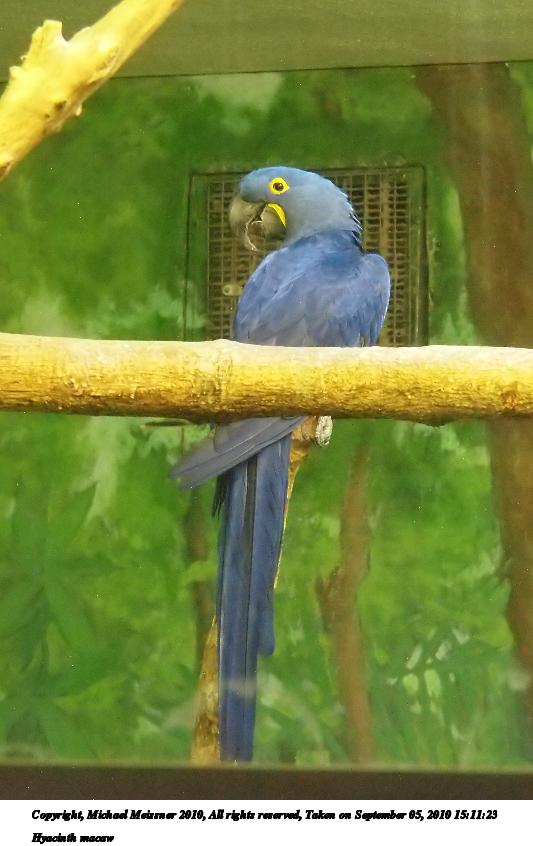 Hyacinth macaw #2