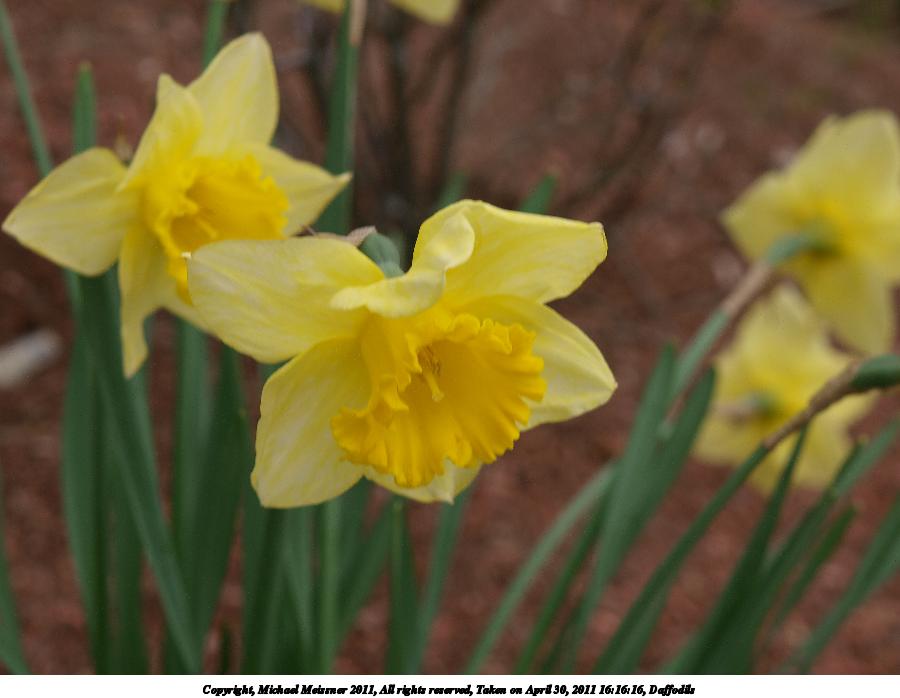 Daffodils #5