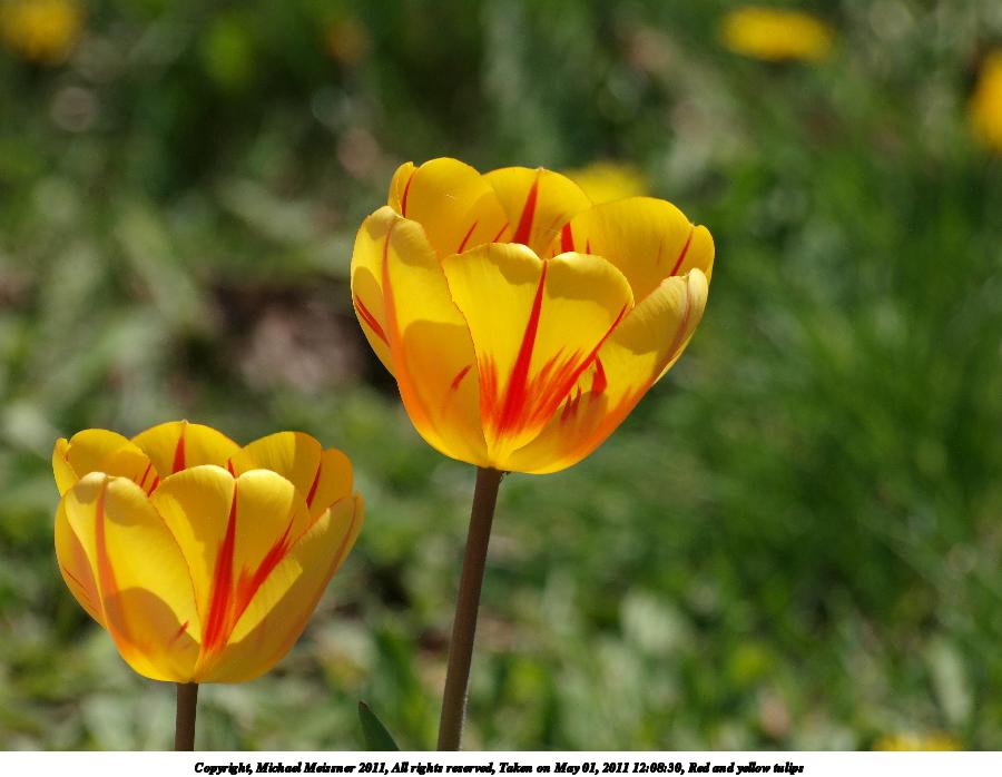 Red and yellow tulips #3
