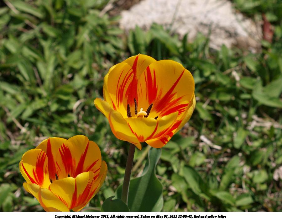 Red and yellow tulips #4