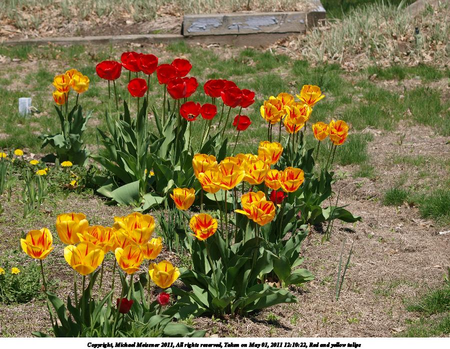 Red and yellow tulips #5