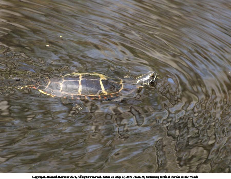 Swimming turtle at Garden in the Woods #2