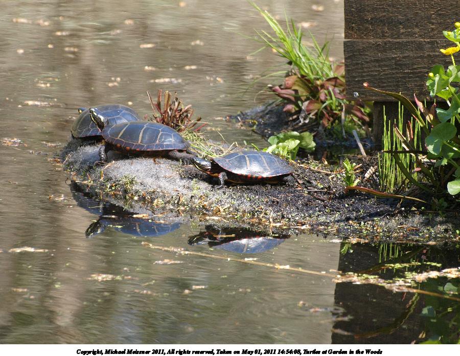 Turtles at Garden in the Woods #2