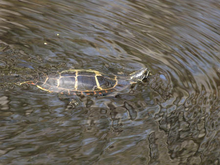 Swimming turtle at Garden in the Woods #2