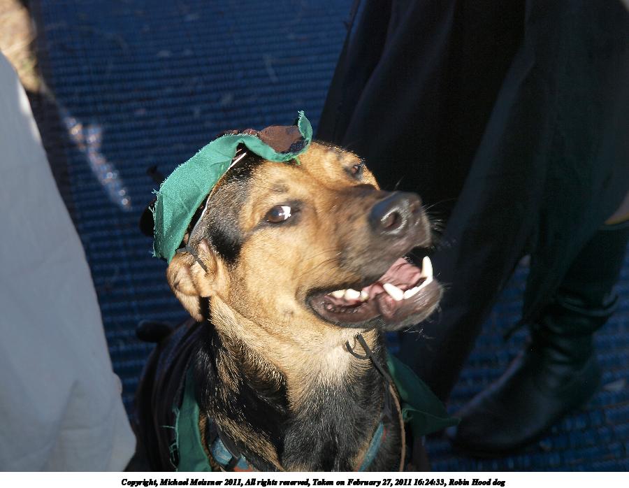 Robin Hood dog #2