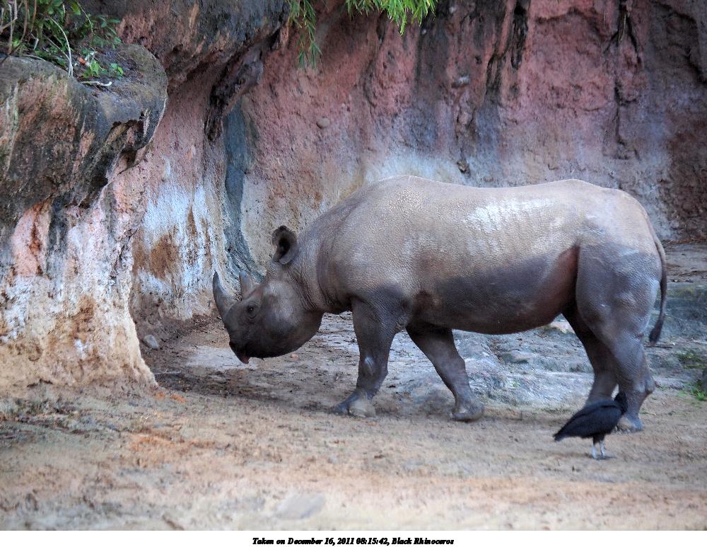 Black Rhinoceros #2