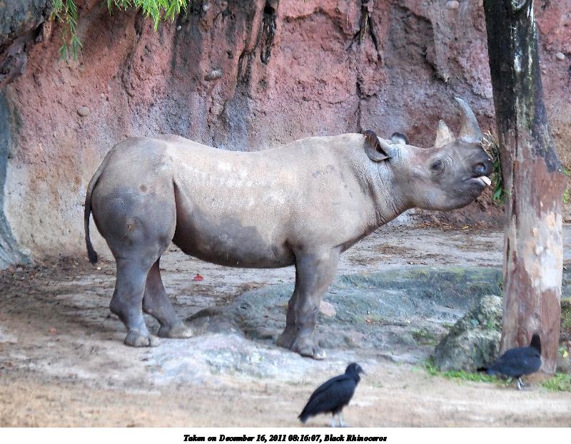 Black Rhinoceros #4