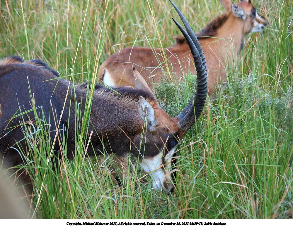 Sable Antelope #4