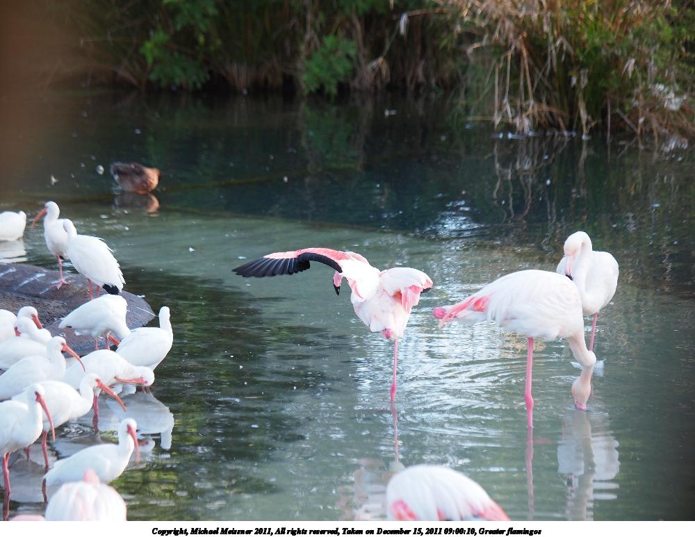 Greater flamingos #2