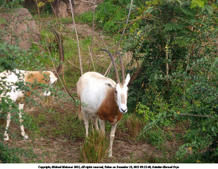 Scimitar-Horned Oryx #2