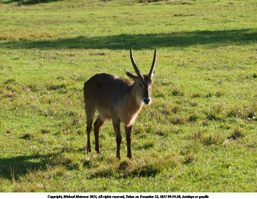 Antelope or gazelle #2
