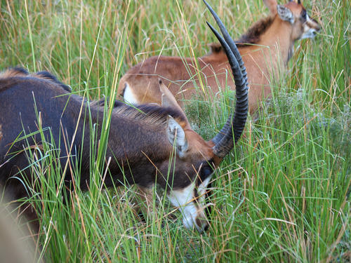 Sable Antelope #4