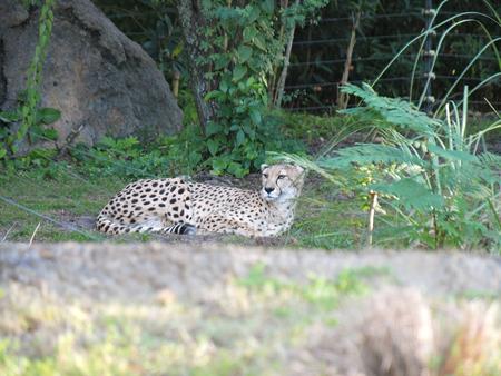 Cheetah #2