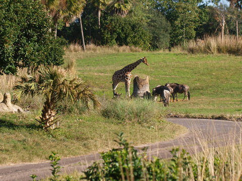 Wildebeast and giraffe #2