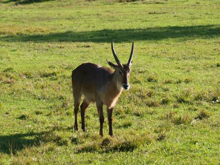 Antelope or gazelle #2