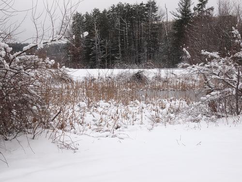 Cattails waiting for spring