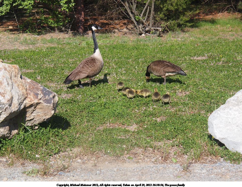 The goose family #2