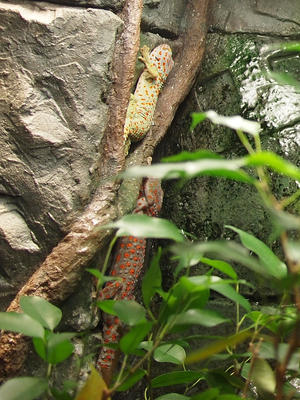 Tokay gecko #11