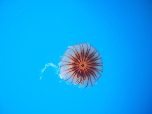 Jellyfish #6