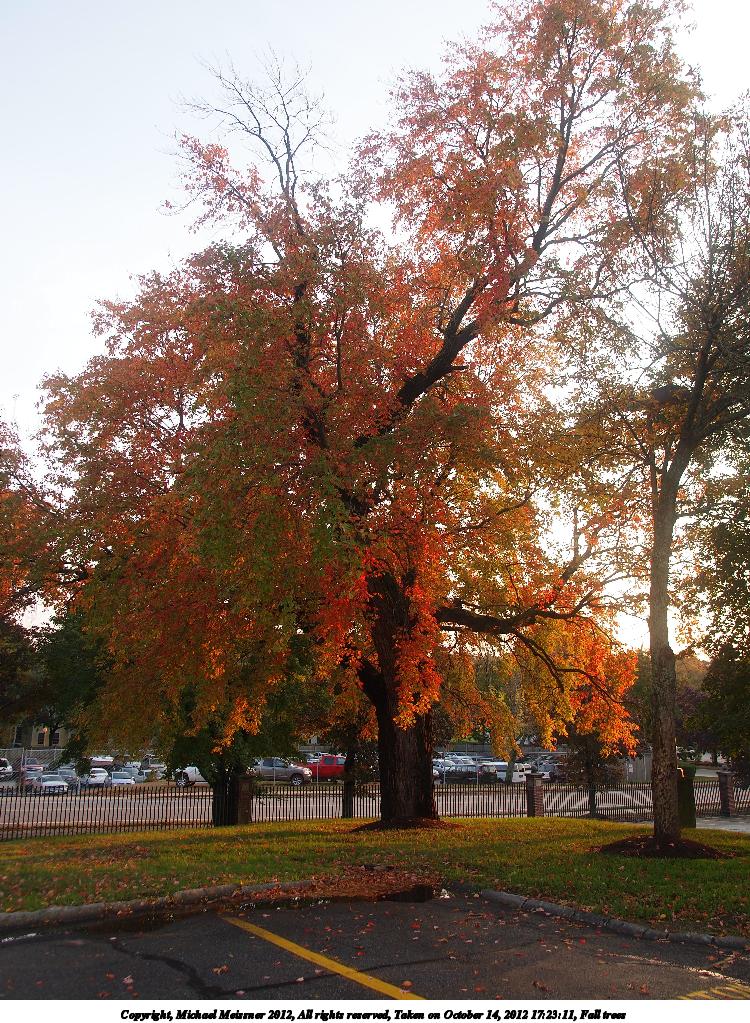Fall trees #3