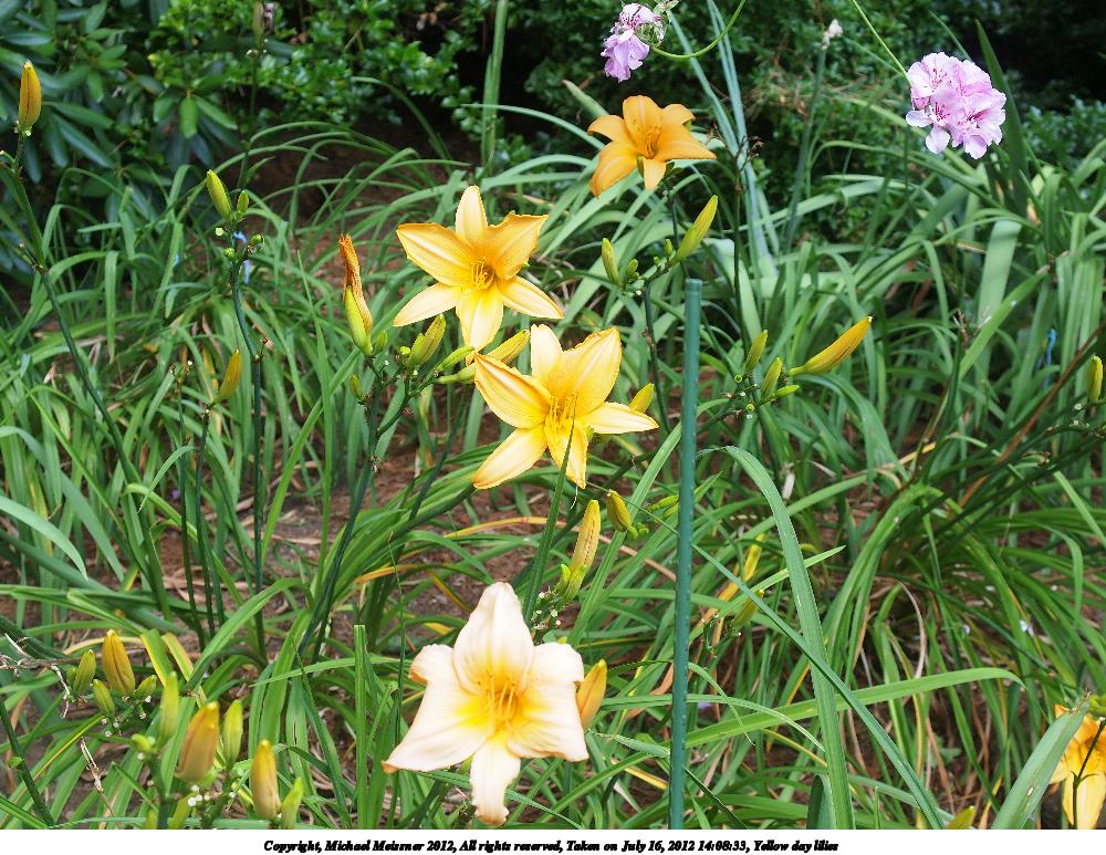 Yellow day lilies