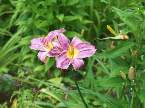Purple day lily #3