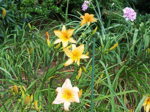 Yellow day lilies