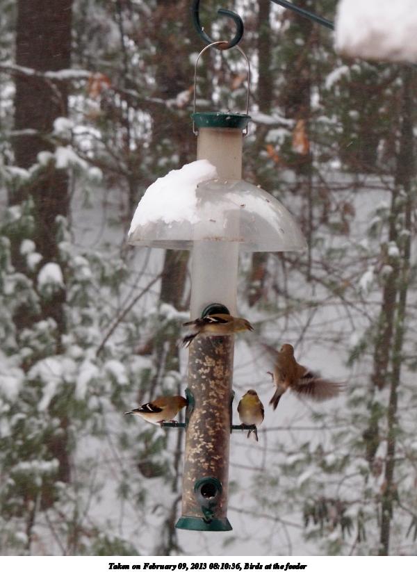 Birds at the feeder #4