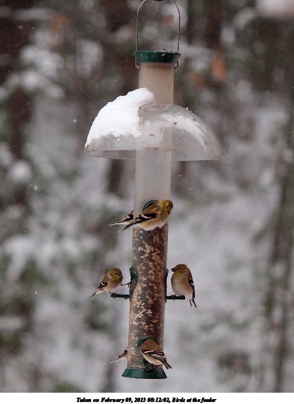 Birds at the feeder #7