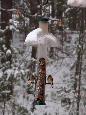 Birds at the feeder