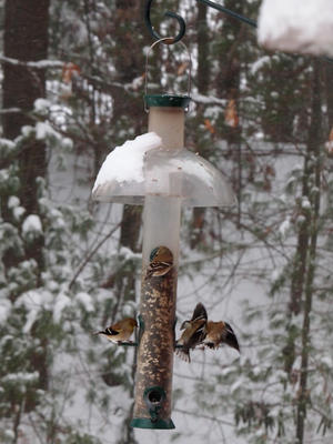Birds at the feeder #2