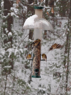 Birds at the feeder #3