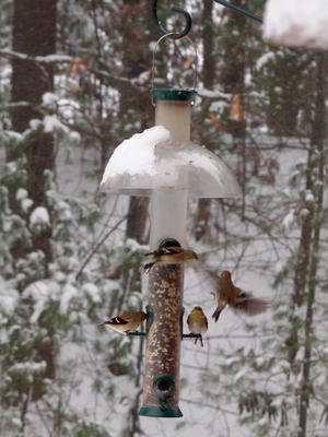 Birds at the feeder #4