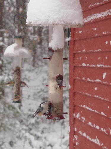 Birds at the feeder #5