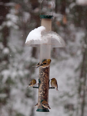 Birds at the feeder #7