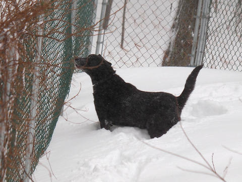 Bark, bark, bark, bark