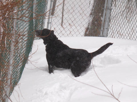 Bark, bark, bark, bark #2