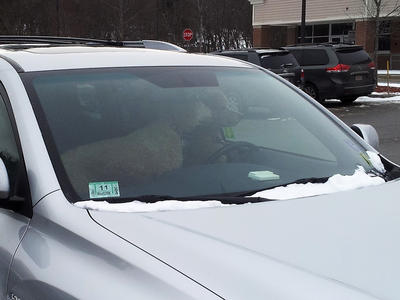 Waiting for their human